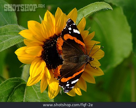 
                Sonnenblume, Insekt, Schmetterling, Admiral                   