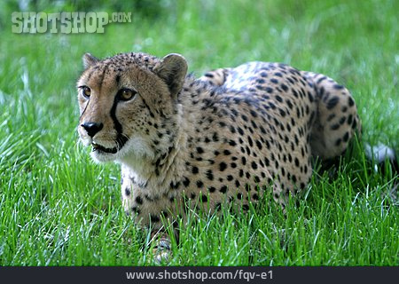 
                Predator, Cheetah                   
