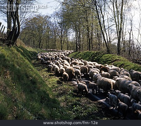 
                Sheep Herd                   
