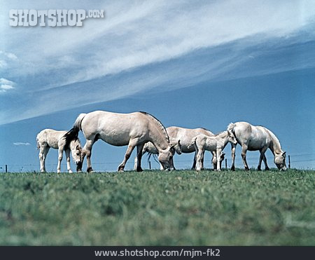 
                Pferde, Fohlen, Stute, Fjordpferd                   