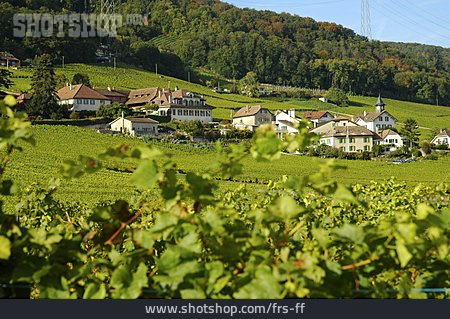 
                Dorf, Weinbau                   