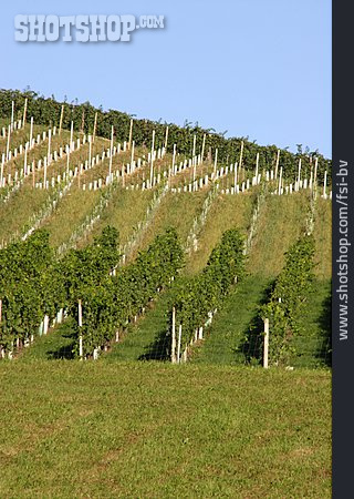 
                Weinbau, Weinberg                   
