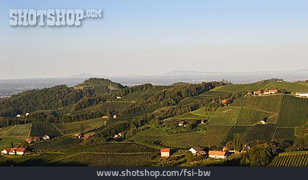 
                Weinbau, Weinberg, Steiermark                   