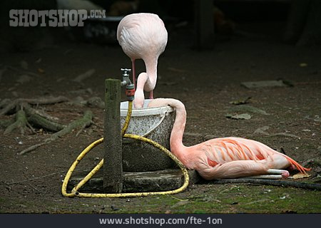 
                Trinken, Flamingo                   