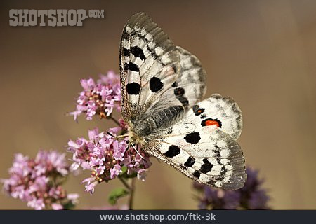 
                Schmetterling, Apollofalter, Hochalpen-apollo                   