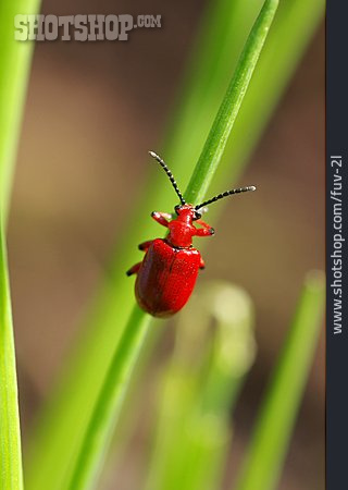 
                Käfer, Lilienhähnchen                   