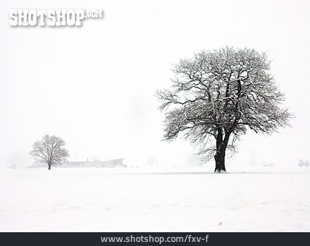 
                Baum, Winterlandschaft                   