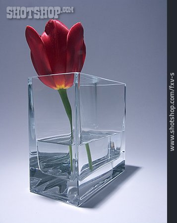 
                Tulpe, Vase                   
