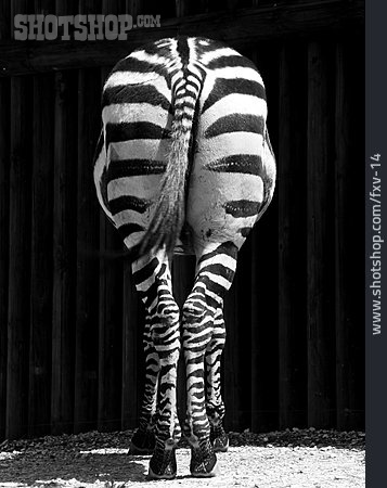 
                Zebra, Hinterteil                   