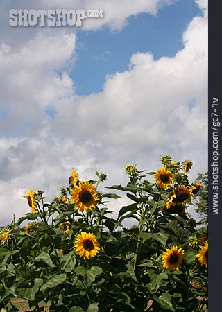 
                Sonnenblumen, Sonnenblumenfeld                   