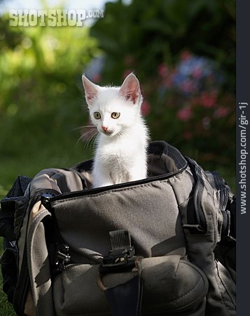 
                Katze, Tasche, Kätzchen                   