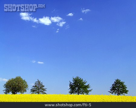 
                Wolke, Baum, Feld, Raps                   