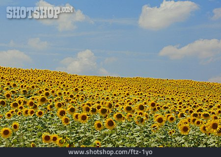 
                Sonnenblumenfeld                   