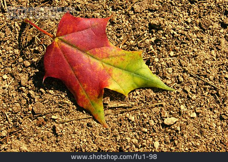 
                Herbst, Ahornblatt                   