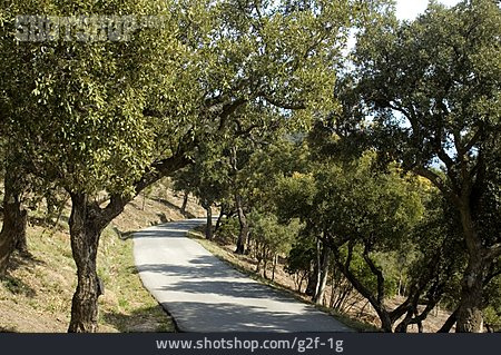 
                Straße, Olivenbaum                   