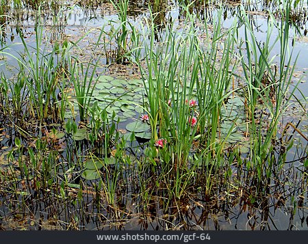 
                Wasserpflanze, Biotop                   