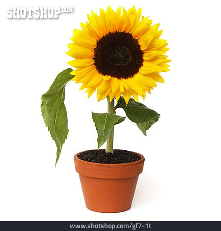 
                Sonnenblume, Blumentopf                   