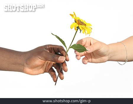 
                Liebe, Blume, Hand, Multikulturell, Völkerverständigung                   