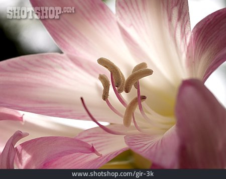 
                Blüte, Amaryllis                   