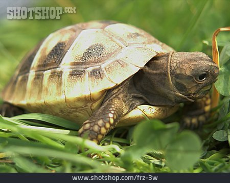 
                Schildkröte                   