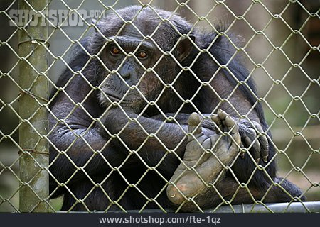 
                Schimpanse, Käfig, Zootier                   
