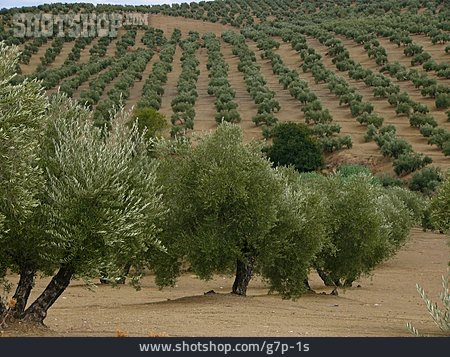 
                Spanien, Olivenbaum, Olivenplantage                   
