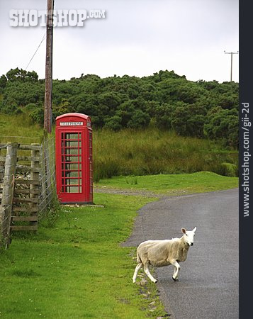 
                Schaf, Großbritannien, Telefonzelle, Schottland                   