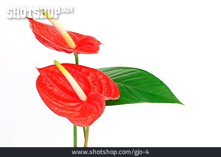 
                Blume, Flamingoblume                   
