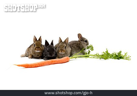 
                Kaninchen, Möhre                   