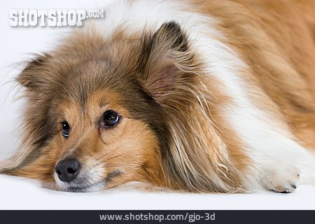 
                Hund, Shetland Sheepdog                   