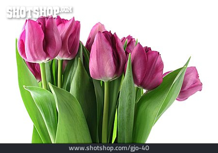 
                Blume, Tulpe, Blumenstrauß                   