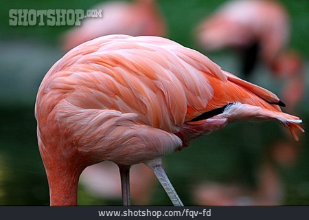 
                Flamingo, Gefieder                   