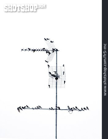 
                Antenne, Vogelschwarm                   