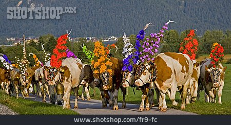 
                Blumen, Kühe, Tirol, Almabtrieb                   