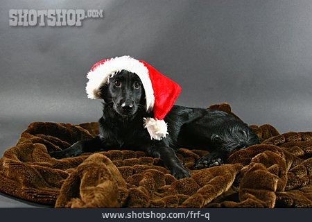 
                Weihnachten, Liegen, Hund                   