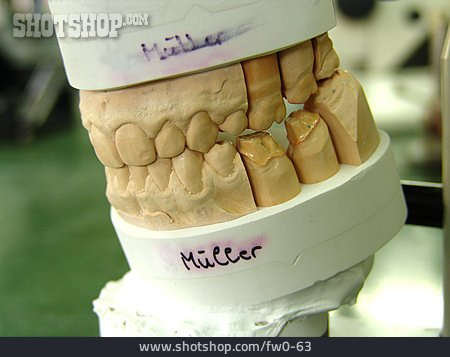 
                Zahnersatz, Zahnmodell                   