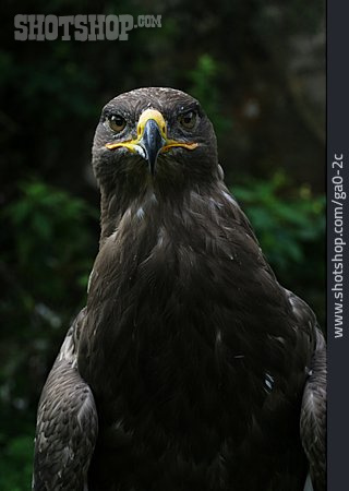 
                Adler, Raubvogel                   