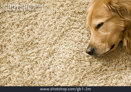 
                Schlafen, Hund, Teppich, Golden Retriever                   
