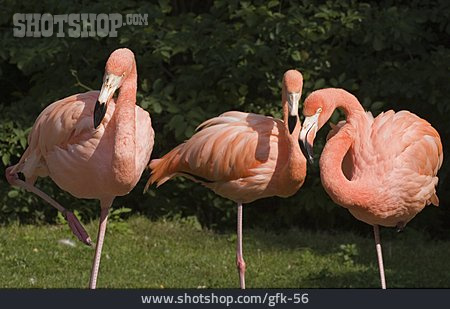 
                Vogel, Flamingo                   