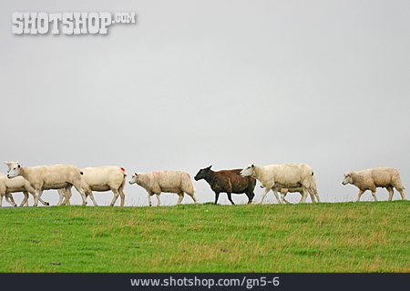 
                Individualität & Einzigartigkeit, Schaf, Schwarzes Schaf                   