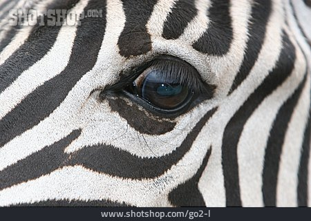 
                Muster, Design, Auge, Zebra                   