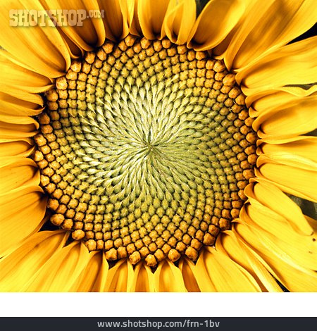 
                Formatfüllend, Sonnenblume                   