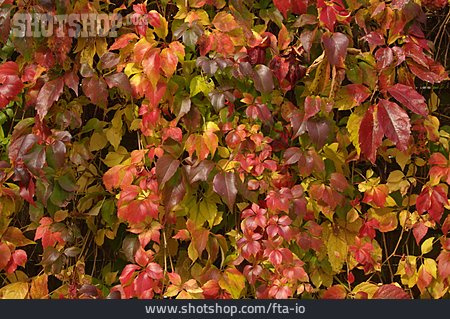 
                Blätter, Herbst, Wilder Wein                   