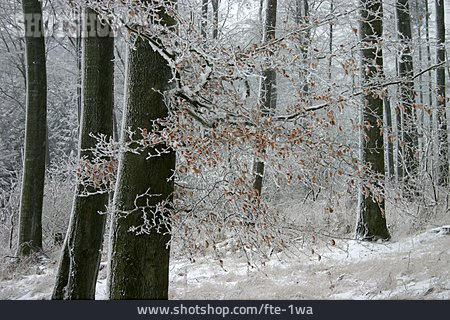 
                Winter, Verschneit, Buchenwald                   