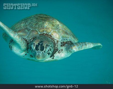 
                Wasserschildkröte                   