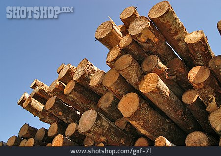 
                Holz, Baumstamm                   