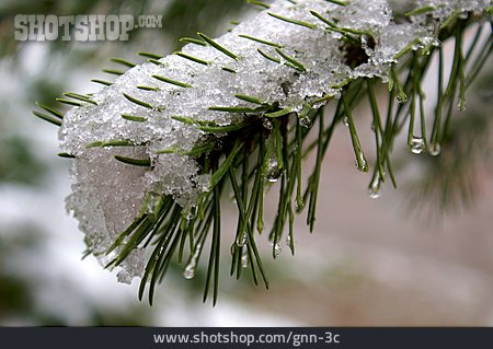 
                Schnee, Tannenzweig                   