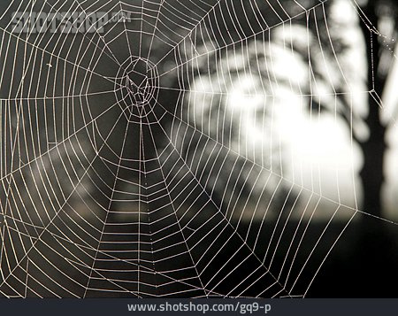 
                Spinnennetz, Muster                   