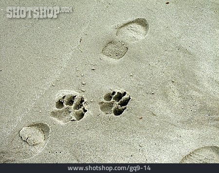 
                Sand, Fußspur, Pfotenabdruck                   
