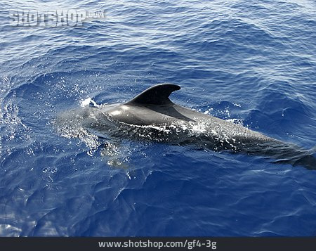 
                Delfin                   